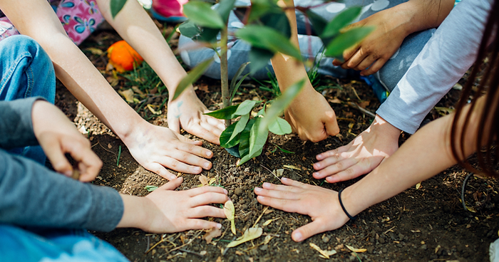 Children’s hands surround and gently press soil around a small, newly planted tree outdoors, symbolising teamwork and care for the environment—an inspiring life celebration idea or heartfelt memorial idea. by H Parsons Funeral Directors