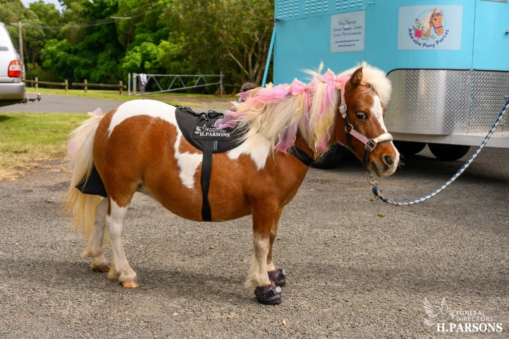 A small brown and white pony with a pink and white mane decoration stands on a paved path, wearing a black H. Parson's rug and decorative shoes—one of the gentle therapy horses Illawarra—near a blue trailer and green trees in the background. by H Parsons Funeral Directors