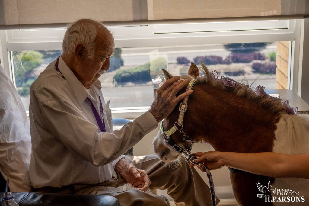An elderly man gently strokes a small brown and white therapy pony indoors near a sunlit window. A person holds the pony’s bridle, and the H. Parsons Funeral Directors logo appears in the bottom right corner. Therapy ponies Illawarra. by H Parsons Funeral Directors