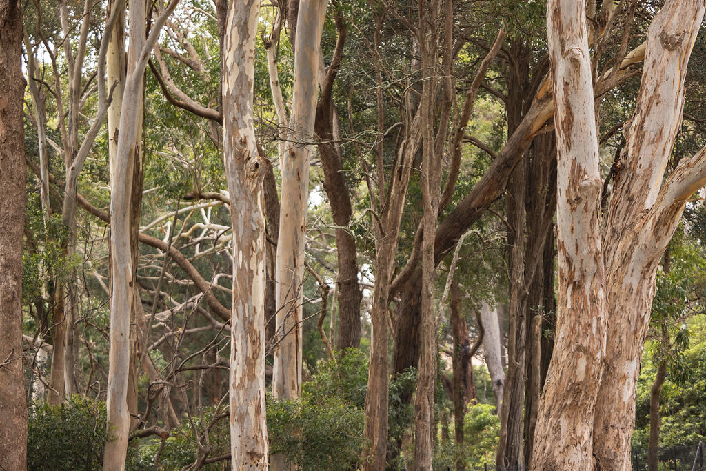A dense forest with tall, slender trees featuring pale, peeling bark and patches of green foliage. Sunlight filters through the branches, creating a natural, tranquil atmosphere—perfect for quiet reflection on what to do if someone dies abroad. by H Parsons Funeral Directors